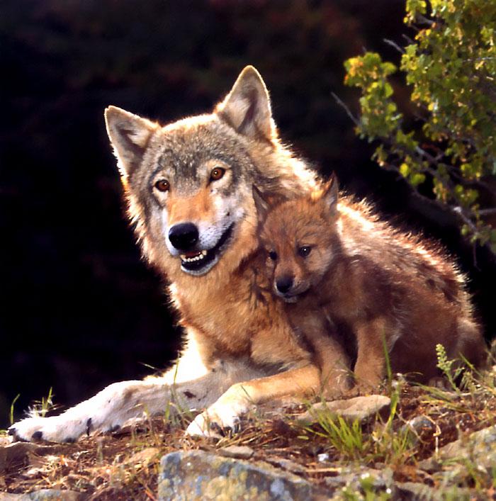 p-wolf13-Gray Wolf-wolves mom and puppy.jpg