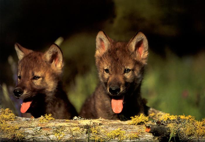 p-wolf14-Gray Wolf-wolves two puppies-closeup.jpg