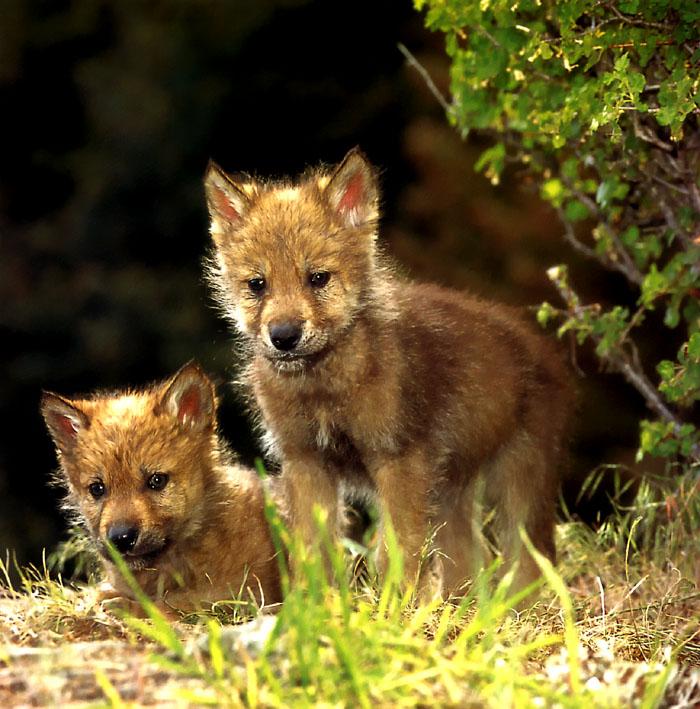 p-wolf16-Gray Wolf-wolves two puppies-closeup.jpg