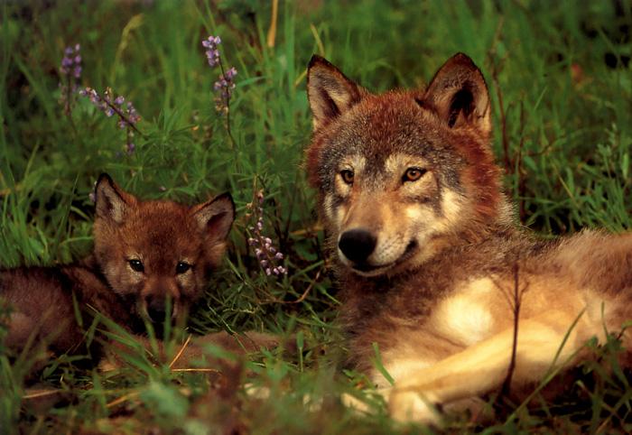 p-wolf17-Gray Wolf-wolves mom and puppy.jpg