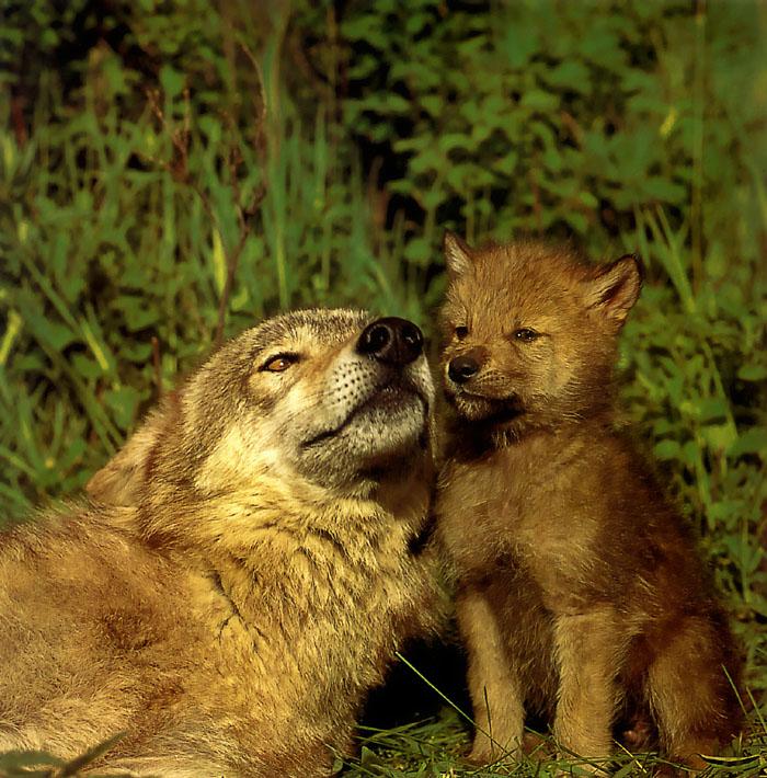 p-wolf18-Gray Wolf-wolves mom and puppy.jpg