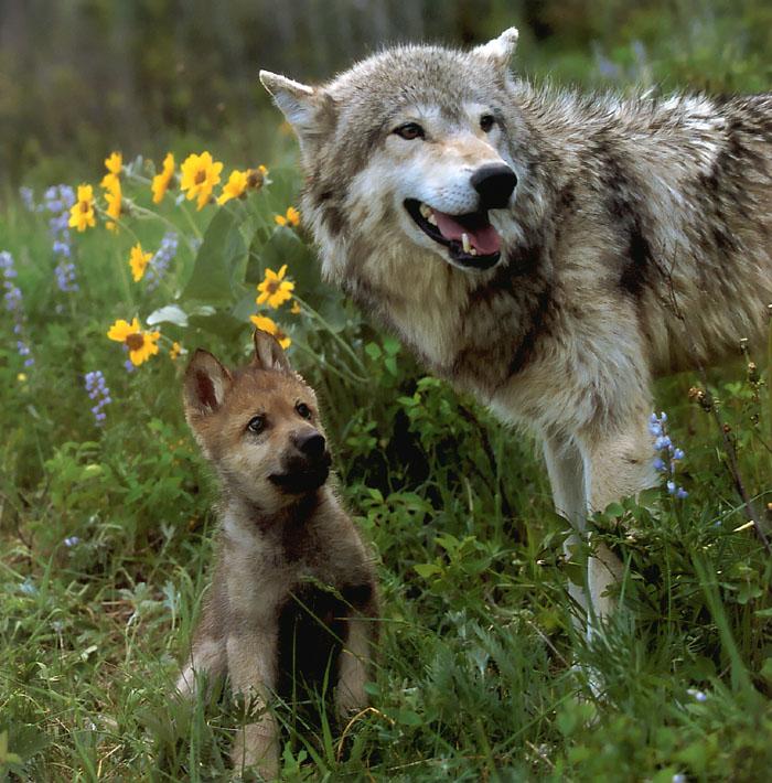 p-wolf19-Gray Wolf-wolves mom and puppy.jpg