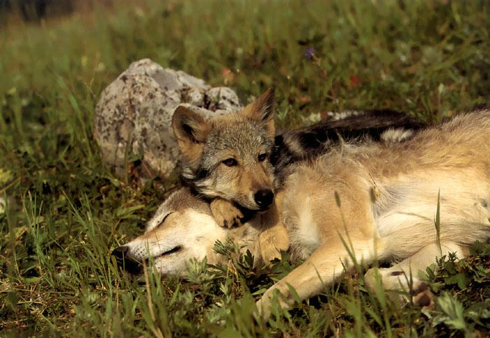 p-wolf20-Gray Wolf-wolves mom and puppy.jpg