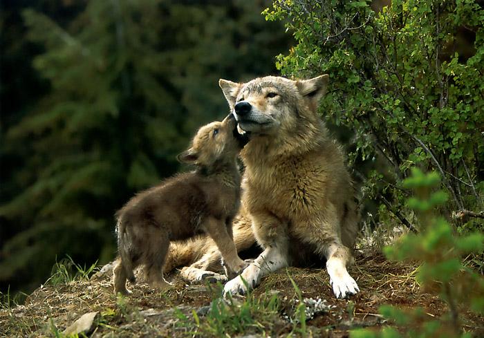 p-wolf22-Gray Wolf-mom and cub.jpg
