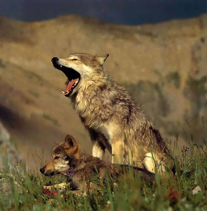 p-wolf23-Gray Wolf-mom and cub.jpg