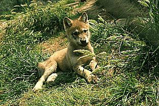 SDZ 0040-Gray Wolf-Puppy-Sitting-On Grass.jpg