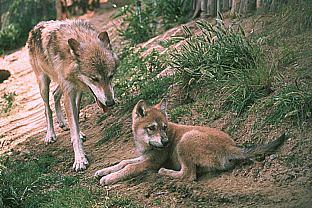 SDZ 0052-Gray Wolf-Mom and Puppy.jpg