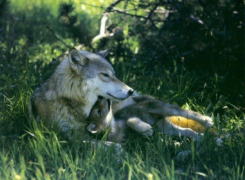wldf9904-Gray Wolf-wolves mom and baby resting on grass.jpg