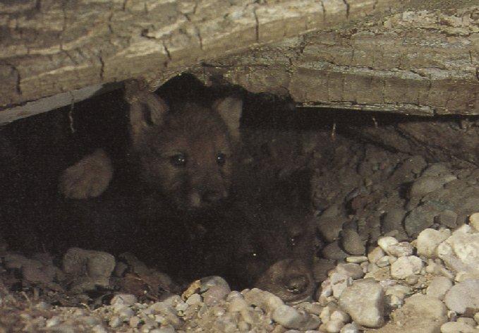 wolf24-Gray Wolf-cubs in den under log.jpg
