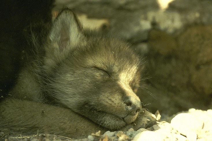 wolf5-pup nap.jpg