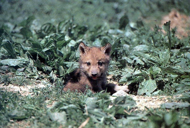 wolfcub2-Gray Wolf-cub-resting.jpg