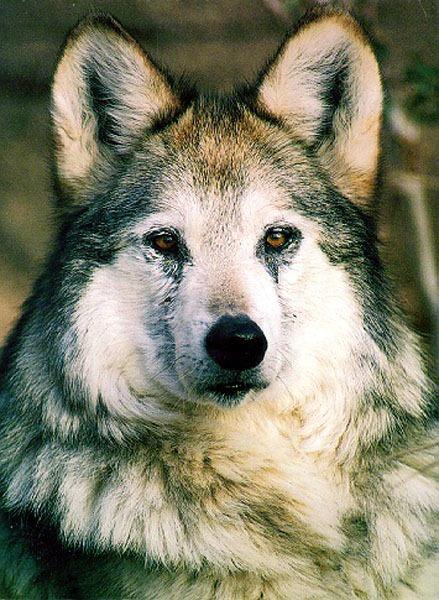 Gray wolf026-face closeup.jpg