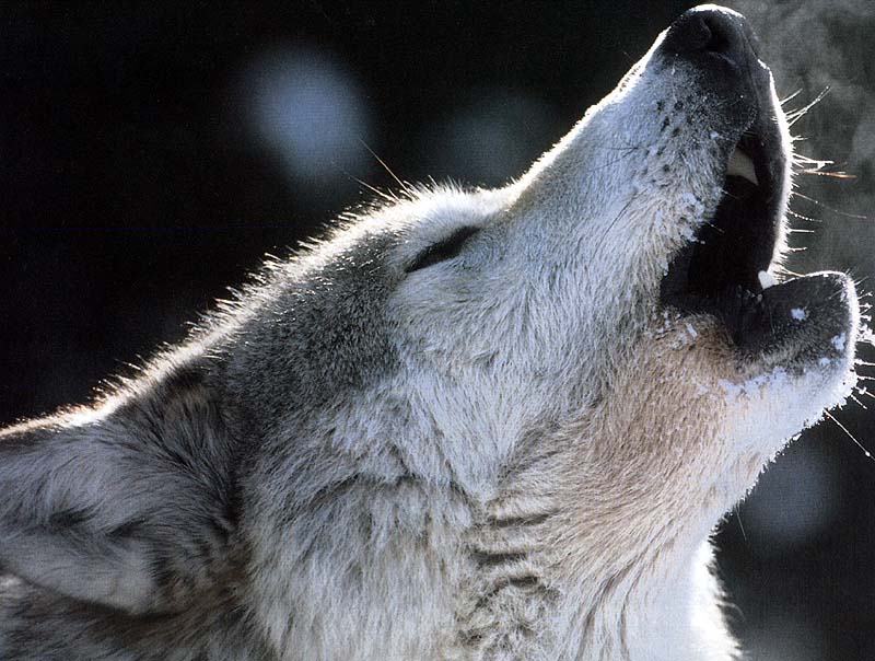 Gray wolf-howling-face closeup.JPG