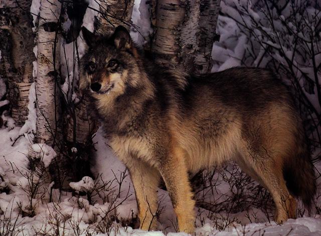 Gray Wolf 003-Portrait-Standing in snow forest.jpg