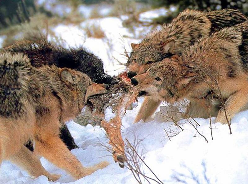 Gray Wolf 05-4 wolves eating leg meat on snow.jpg