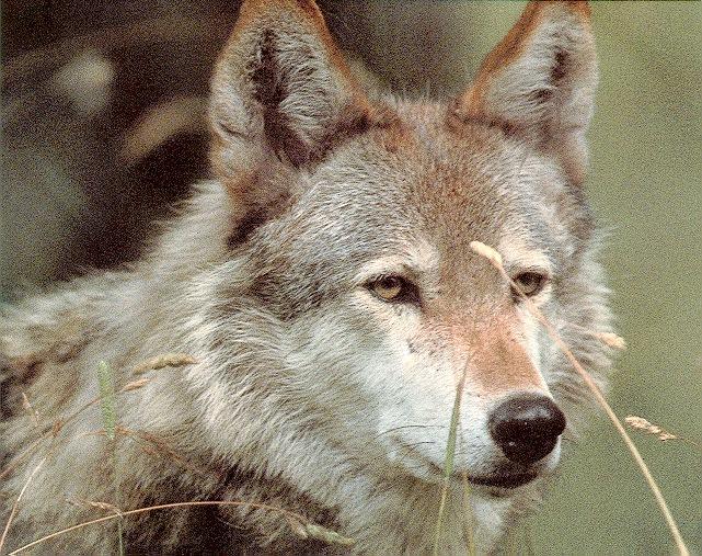 Gray Wolf Face Closeup.jpg