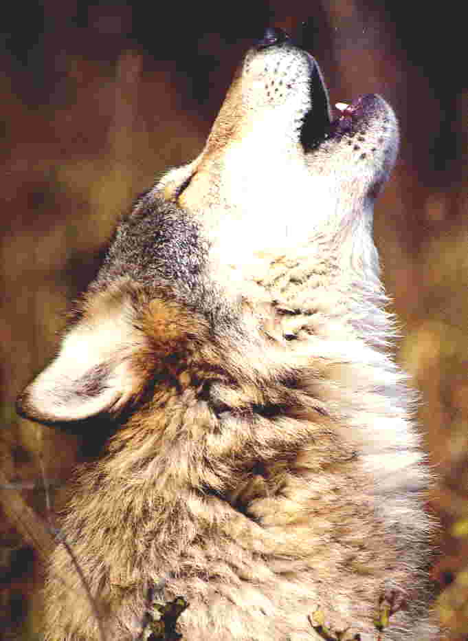 Gray Wolf howls-Face Closeup.jpg