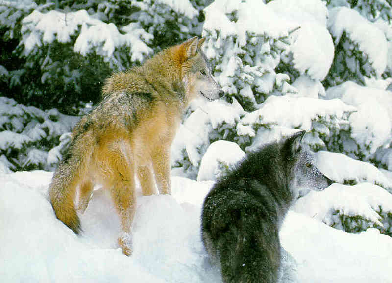 Gray Wolf R-2 Adults in Snow.jpg