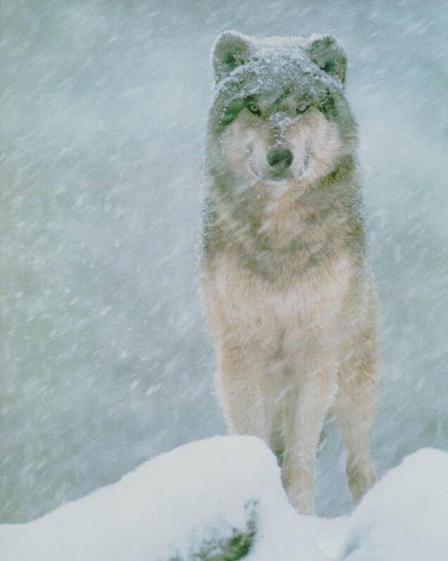 Gray Wolf S-In Heavy Snow Fall.jpg