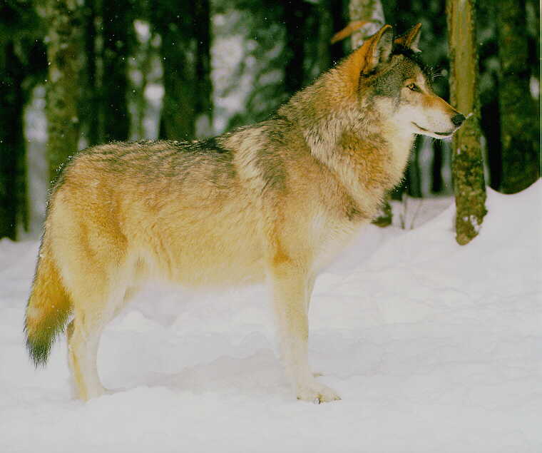 Gray Wolf T-Standing On Snow.jpg