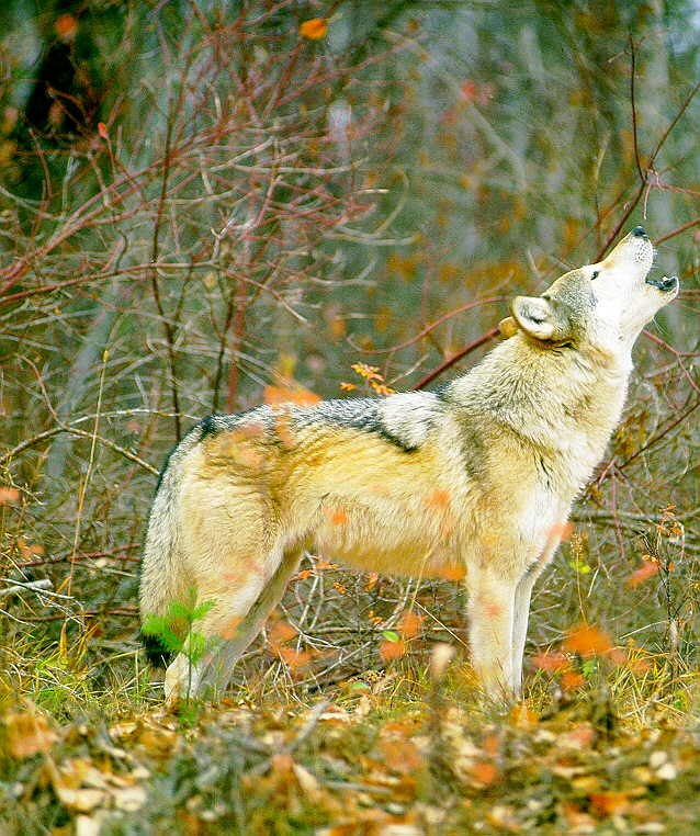 Gray Wolf W-Howling-In Autumn Forest.jpg
