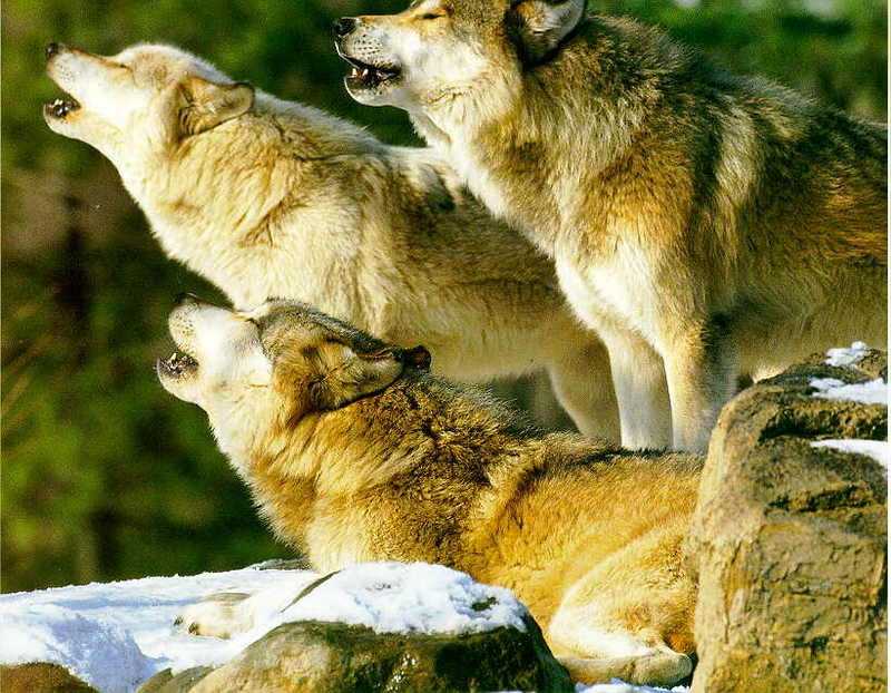 Gray Wolf Y-3 Adults Howling On Snow.jpg