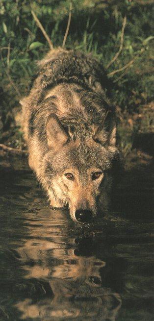Gray Wolf 00.jpg