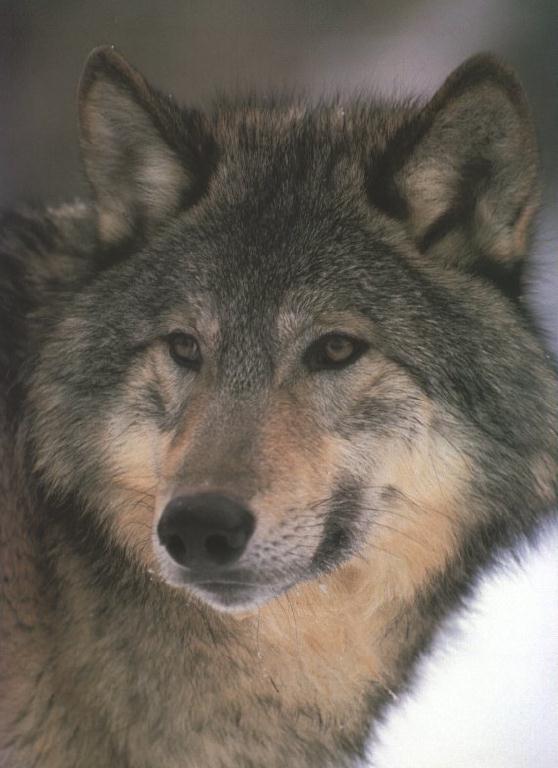 Gray Wolf 04.jpg