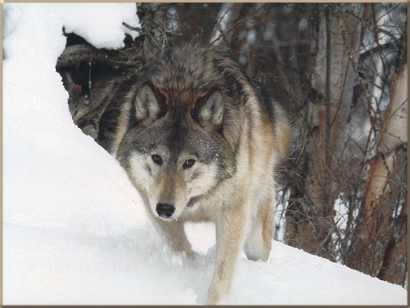 Gray Wolf 141 runs on snow.jpg