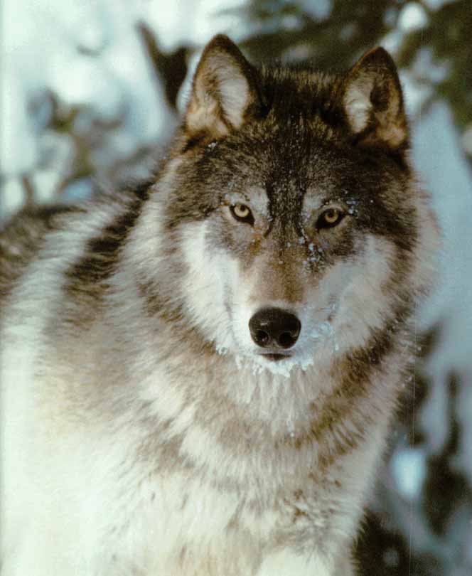 Gray Wolf-01 Face Closeup-In Snow.jpg
