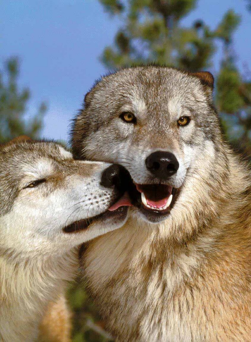 Gray Wolf-03 Lovely Couple.jpg