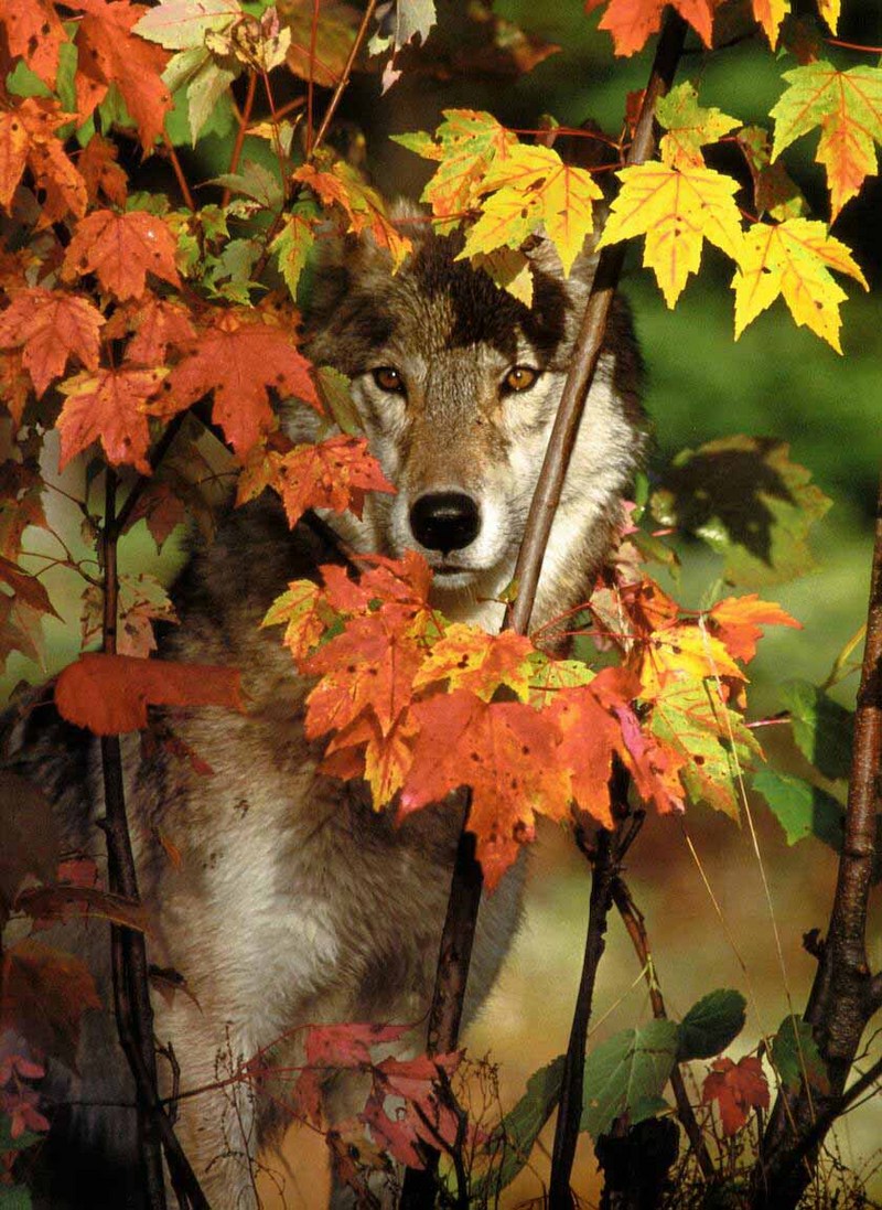 Gray Wolf-04 Hidden By Leaves.jpg
