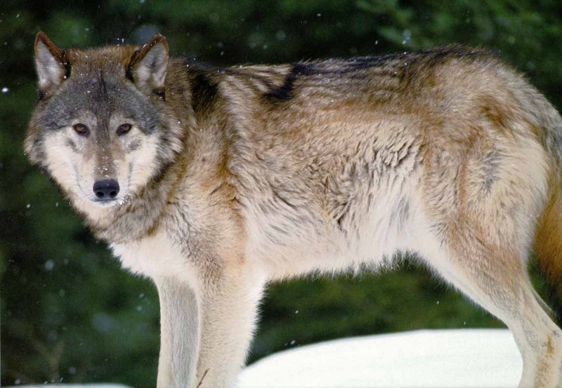 Gray Wolf-07 Closeup.jpg