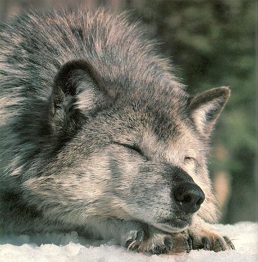Gray Wolf-09-Sleeping On Snow.jpg