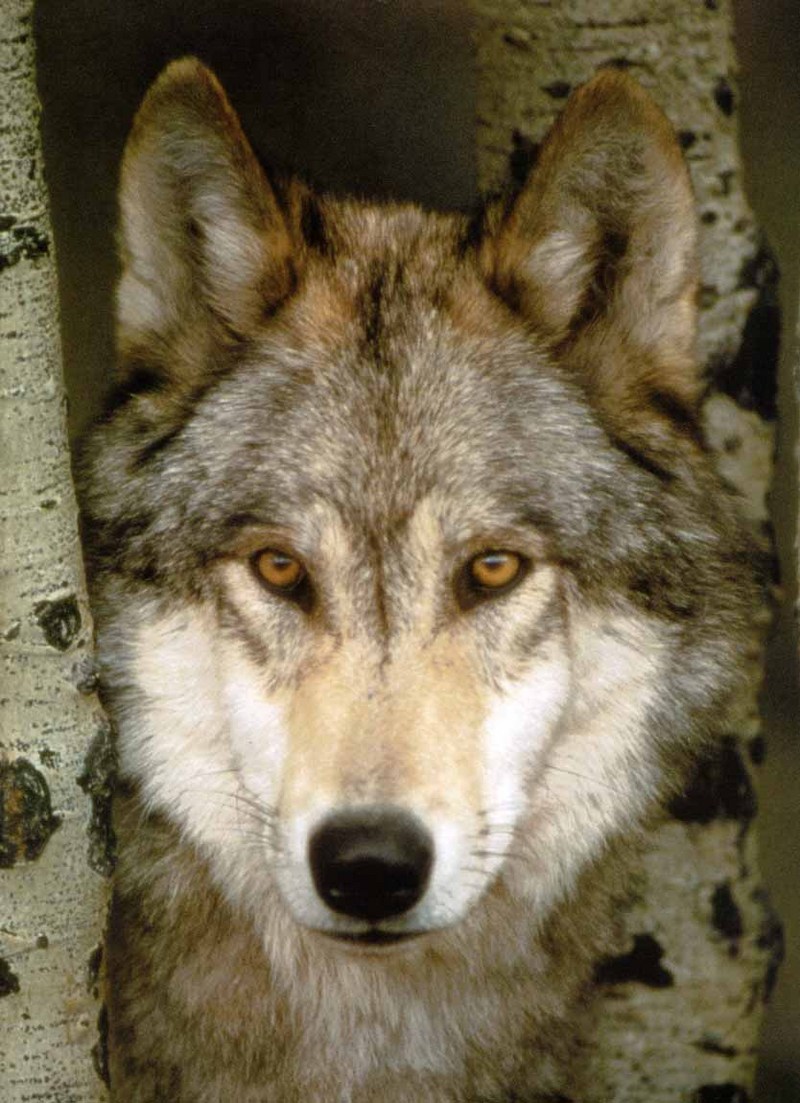 Gray Wolf-11 Head Between Branches-Closeup.jpg