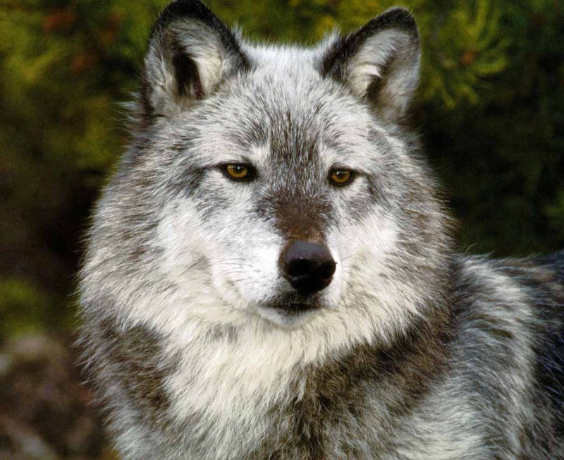 Gray Wolf-12 Face Closeup.jpg