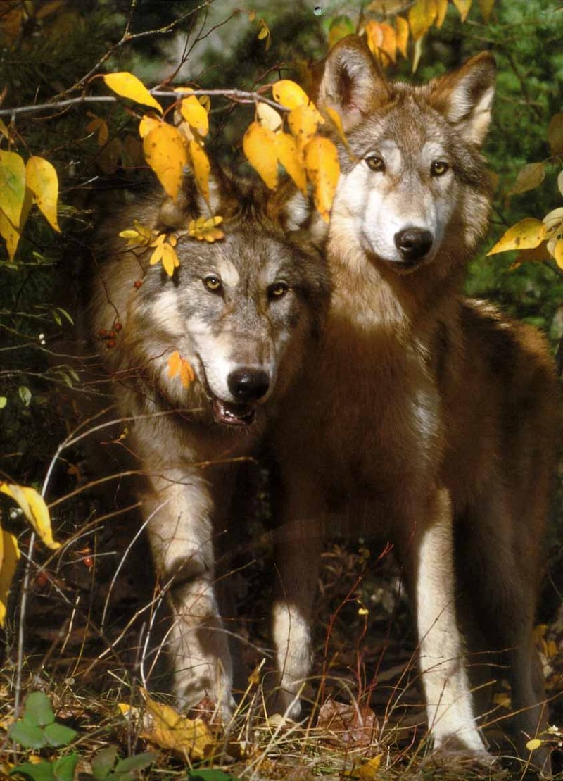 Gray Wolf-16 2 Adults-In Forest.jpg