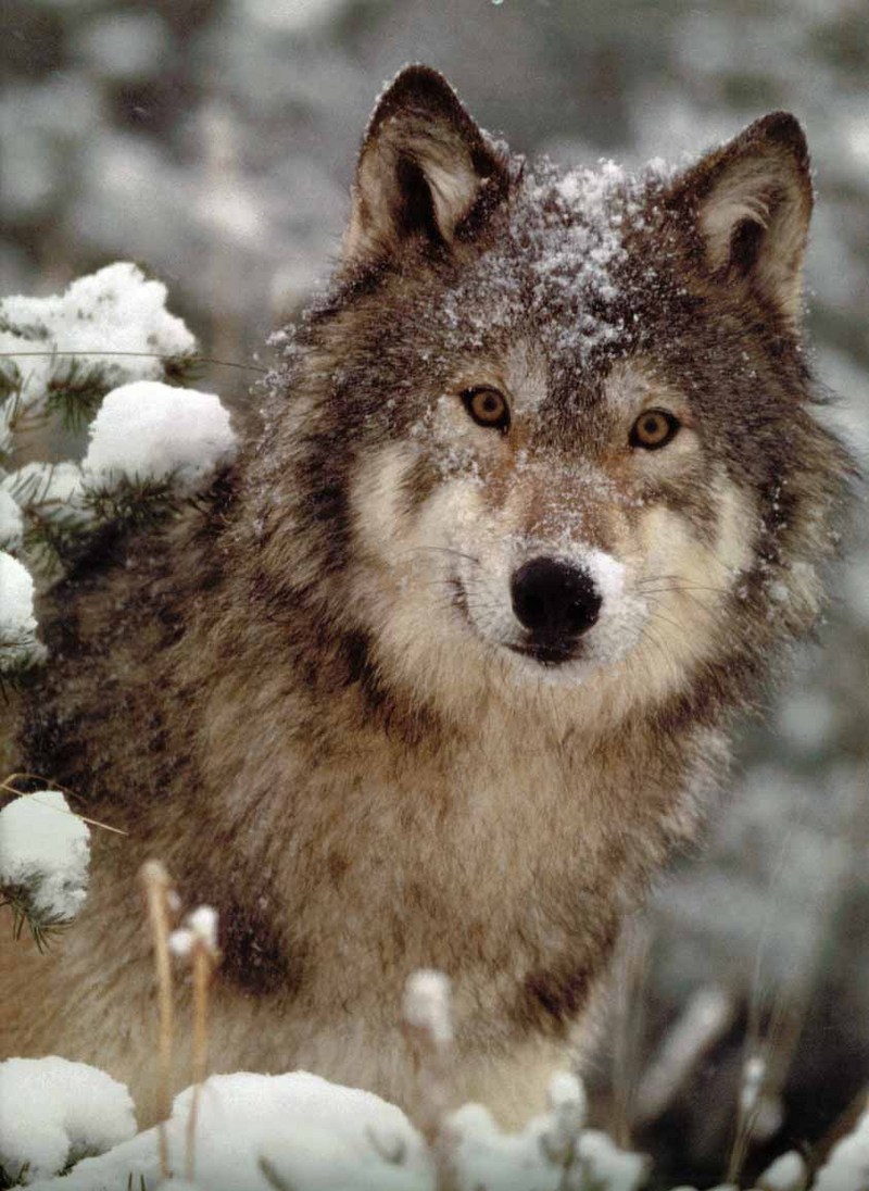 Gray Wolf-18 Face Closeup-In Snow.jpg