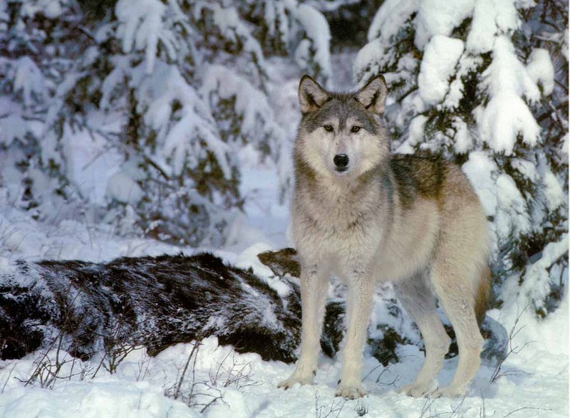 Gray Wolf-19 In Snow.jpg