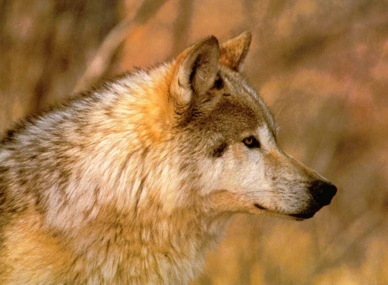 Gray Wolf-25 Head Closeup.jpg