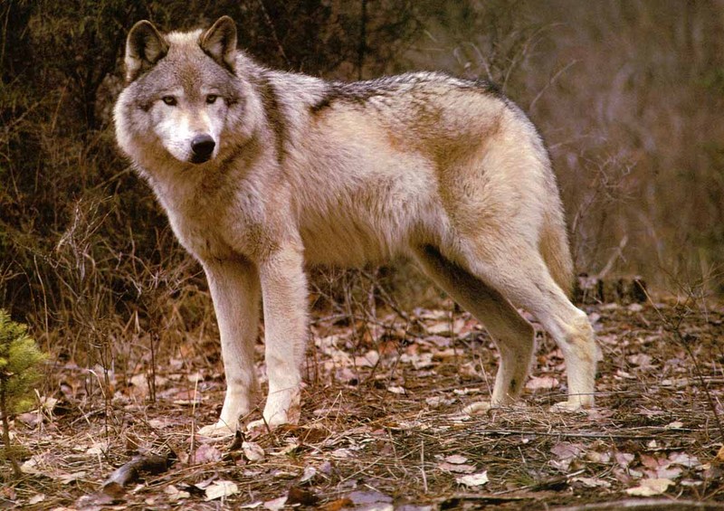 Gray Wolf-26 In Autumn Forest.jpg