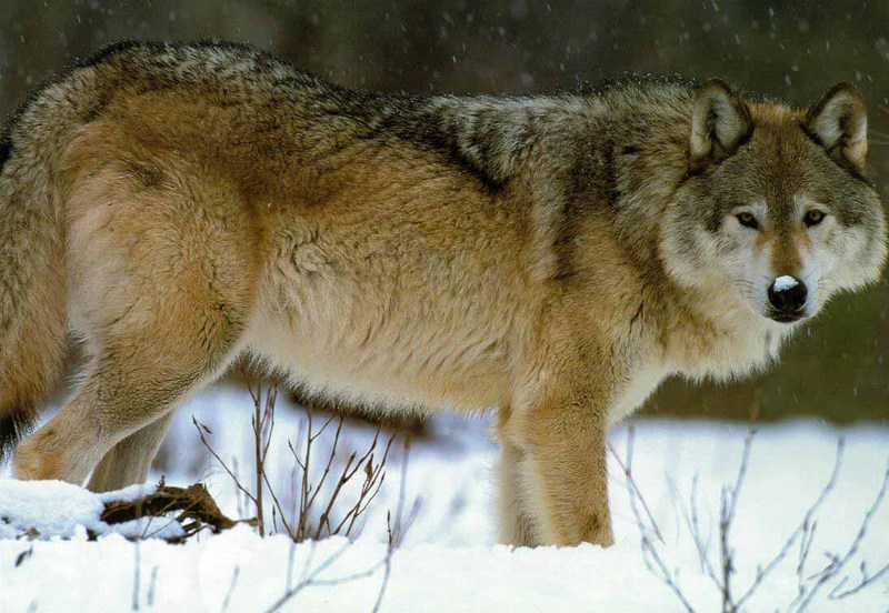 Gray Wolf-27 In Snow Fall.jpg