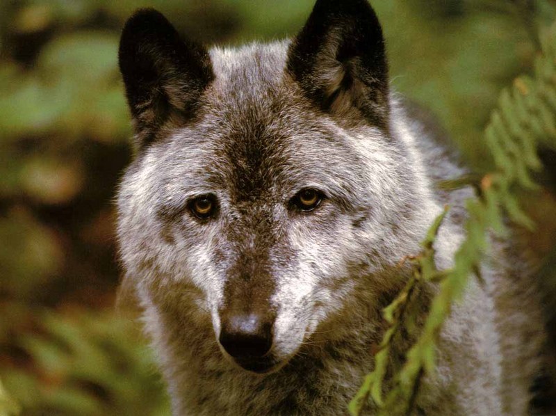 Gray Wolf-28 Face Closeup.jpg