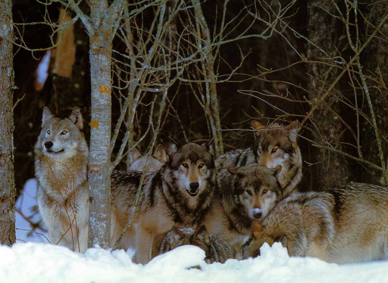 Gray Wolf-29 Pack in Forest.jpg