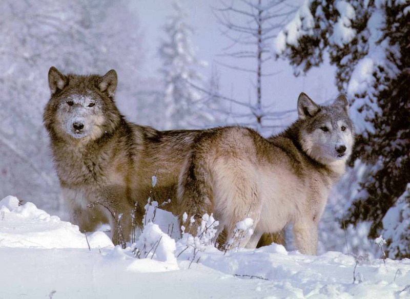 Gray Wolf-30 2 Adults in Snow.jpg