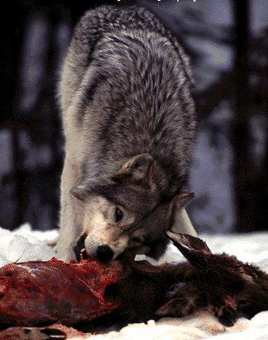 Gray wolf2-Eating deer carrion.jpg