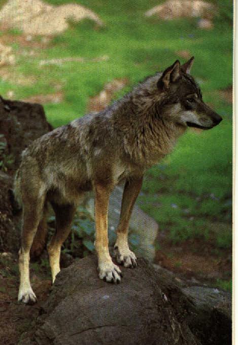 gray wolf2-Standing On Rock.jpg