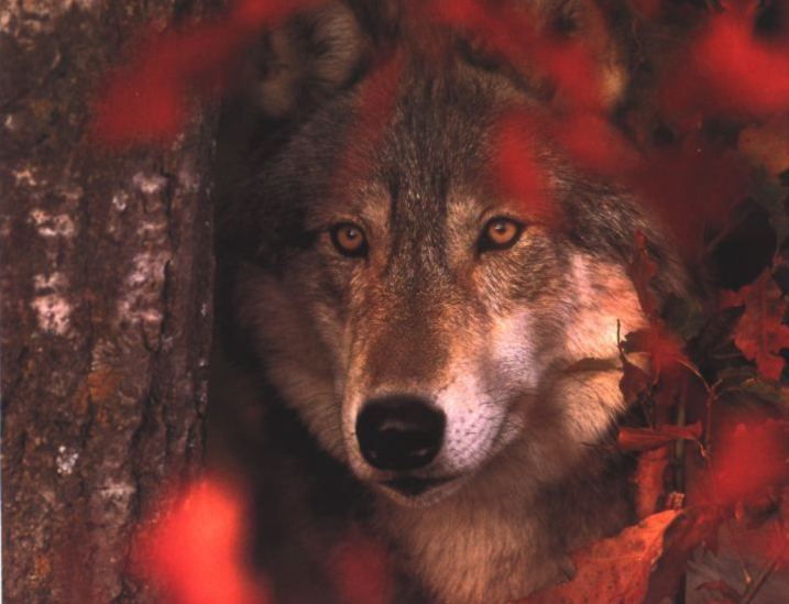 Gray Wolf-hidden in forest-face closeup-by Joel Williams.jpg