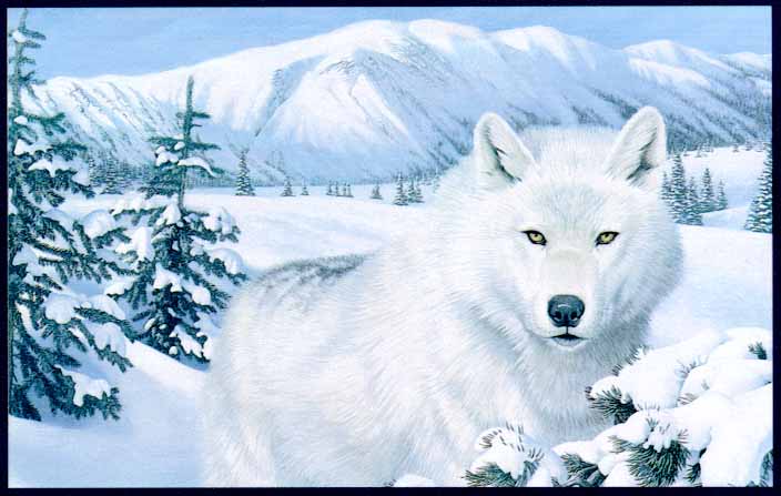 Gray Wolf Scan3-White Fur in snow forest-Painting.jpg