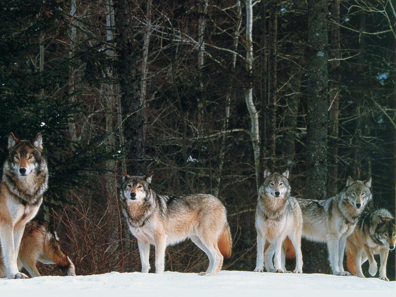 Gray Wolf Song 03-Pack On Snow.jpg